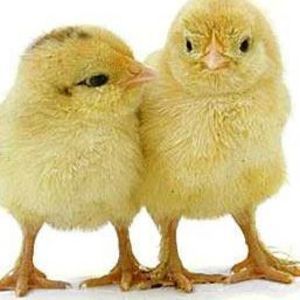 Meet your Posher, Vincent